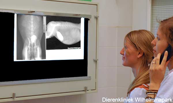 Paraveterinaire assistentes Irene en Joyce bekijken een röntgenfoto van een konijn met blaaszand